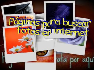 Páginas para buscar fotos en internet 