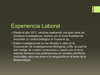 Experiencia Laboral
 Desde el año 2011, venimos realizando una gran serie de
  procesos investigativos, hechos con la única finalidad de
  encontrar un control biológico al Fusarium sp.
 Estas investigaciones se han llevado a cabo en la
  Corporación de Investigaciones Biológicas (CIB), la cual ha
  sido testigo de nuestro compromiso y pasión por el tema,
  además tenemos dos publicaciones en revistas científicas
  nacionales, esto nos pone a la vanguardia en el tema de la
  Biotecnología.
 