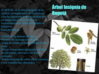 Árbol Insignia de
Bogotá
El NOGAL es el árbol insignia de la
capital, reemplazando el tradicional
Caucho Sabanero y destacándose por
su longevidad, resistencia a la
contaminación y valor paisajístico e
histórico.
Características:
•Árbol de 25 metros de altura
•Tronco de corteza con canales
•Copa de forma ovalada, follaje verde
claro
•Hojas compuestas agrupadas al final
de las ramas, alternas y de borde
aserrado
•Fruto redondo de color verde carnoso,
y con semilla tipo almendra
 