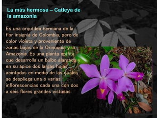 La más hermosa – Catleya de
la amazonia
Es una orquídea hermana de la
flor insignia de Colombia, pero de
color violeta y proveniente de
zonas bajas de la Orinoquia y la
Amazonia. Es una planta epífita
que desarrolla un bulbo alargado y
en su ápice dos largas hojas
acintadas en medio de las cuales
se despliega una o varias
inflorescencias cada una con dos
a seis flores grandes vistosas.
 