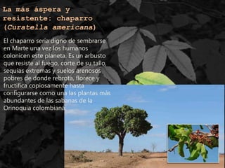 La más áspera y
resistente: chaparro
(Curatella americana)
El chaparro sería digno de sembrarse
en Marte una vez los humanos
colonicen este planeta. Es un arbusto
que resiste al fuego, corte de su tallo,
sequias extremas y suelos arenosos
pobres de donde rebrota, florece y
fructifica copiosamente hasta
configurarse como una las plantas más
abundantes de las sabanas de la
Orinoquia colombiana.
 