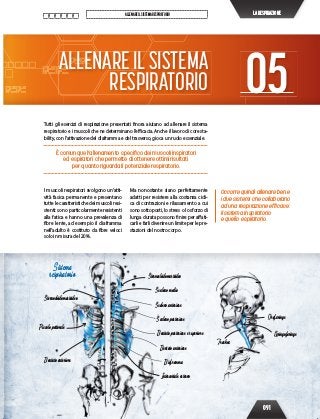 091
ALLENAREILSISTEMARESPIRATORIO LARESPIRAZIONE
Occorre quindi allenare bene
i due sistemi che collaborano
ad una respirazione efﬁcace:
il sistema inspiratorio
e quello espiratorio.
Tutti gli esercizi di respirazione presentati finora aiutano ad allenare il sistema
respiratorio e i muscoli che ne determinano l’efficacia. Anche il lavoro di core sta-
bility, con l’attivazione del diaframma e del trasverso, gioca un ruolo essenziale.
È comunque l’allenamento speciﬁco dei muscoli inspiratori
ed espiratori che permette di ottenere ottimi risultati
per quanto riguarda il potenziale respiratorio.
05ALLENAREILSISTEMA
RESPIRATORIO
I muscoli respiratori svolgono un’atti-
vità fasica permanente e presentano
tutte le caratteristiche dei muscoli resi-
stenti: sono particolarmente resistenti
alla fatica e hanno una prevalenza di
fibre lente, ad esempio il diaframma
nell’adulto è costituto da fibre veloci
solo in misura del 20%.
Ma nonostante siano perfettamente
adatti per resistere alla costanza cicli-
ca di contrazioni e rilassamento a cui
sono sottoposti, lo stress o lo sforzo di
lunga durata possono finire per affati-
carli e farli divenire un limite per le pre-
stazioni del nostro corpo.
Sternocleidomastoideo
Sistema
respiratorio
Sternocleidomastoideo
Piccolo pettorale
Scaleno medio
Scaleno anteriore
Trachea
Orofaringe
Laringofaringe
Scaleno posteriore
Dentato posteriore e superiore
Dentato anteriore
Dentato anteriore Diaframma
Intercostale esterno
 
