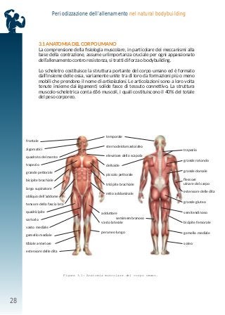 28
Periodizzazione dell’allenamento nel natural bodybuilding
3.1 ANATOMIA DEL CORPO UMANO
La comprensione della fisiologia muscolare, in particolare dei meccanismi alla
base della contrazione, assume un’importanza cruciale per ogni appassionato
dell’allenamento contro resistenza, si tratti di forza o bodybuilding.
Lo scheletro costituisce la struttura portante del corpo umano ed è formato
dall’insieme delle ossa, variamente unite tra di loro da formazioni più o meno
mobili che prendono il nome di articolazioni. Le articolazioni sono a loro volta
tenute insieme dai legamenti, solide fasce di tessuto connettivo. La struttura
muscolo-scheletrica conta 656 muscoli, i quali costituiscono il 40% del totale
del peso corporeo.
Figura 3.1: Anatomia muscolare del corpo umano.
frontale
temporale
trapezio
tensore della fascia lata
vasto laterale
gemello mediale
grande pettorale
piccolo pettorale
estensore delle dita
gemello mediale
zigomatici
sternocleidomastoideo
grande rotondo
quadricipite
peroneo lungo
soleo
semimembranoso
bicipite brachiale
tricipite brachiale
grande gluteo
tibiale anteriore
quadrato del mento elevatore della scapola
grande dorsale
sartorio
obliquo dell’addome
retto addominale
semitendinoso
estensore delle dita
trapezio deltoide
flessore
ulnare del carpo
vasto mediale
largo supinatore
adduttore
bicipite femorale
 