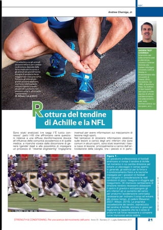 S&C
STRENGTH & CONDITIONING. Per una scienza del movimento dell’uomo Anno VI - Numero 21 / Luglio-Settembre 2017 21
S&C(Ita)n.21,Luglio-Settembre2017,pp.21-28
Sono stati analizzati tre saggi (“È tutto con-
nesso” parti I-III) che affrontano varie questio-
ni relative a una diffusa disinformazione dovuta
all’influenza della comunità accademica e di quella
medica, a ricerche viziate dalla distorsione di ge-
nere (gender bias) e alla possibilità di impiegare
un processo di “reverse engineering” (ingegneria
inversa) per avere informazioni sui meccanismi di
lesione negli sport.
Nel tentativo di ottenere informazioni obiettive
sulle lesioni a carico degli arti inferiori che sono
comuni in alcuni sport, sono stati esaminati i bas-
si tassi di lesione, principalmente a carico dell’ar-
ticolazione della caviglia, tra i pesisti e in parti-
Andrew Charniga, Jr.
ANDREW “BUD”
CHARNIGA
Scienziato del
sollevamento pesi
e allenatore.
Laurea in Scienze
Motorie alla
Eastern Michigan
University (USA) e
Master in
Kinesioterapia alla
Università di
Toledo (SPA).
Fondatore, nel
1980, di Sportivny
Press. Ha editato
15 libri tradotti
dal russo e molte
decine di articoli
sull’allenamento
nel sollevamento
pesi, sulla
biomeccanica, sul
recupero, ecc.
“La velocità a cui gli animali
possono voltarsi per cambia-
re direzione dipende dalle
forze implicate in curva, e
gli animali più grandi hanno
bisogno di produrre forze
maggiori per ciascuna curva.
Tuttavia, gli animali più
grandi possono applicare
una forza relativamente
minore rispetto a quelli
più piccoli e pertanto non
possono voltarsi altrettanto
rapidamente.”
(R. Wilson, I. et al 2015)a
0
o
Figura 1 -
Un giocatore professionista di football
americano si rompe il tendine di Achille
nel momento in cui cambia direzione per
evitare un placcaggio in campo aperto.
In generale, gli esercizi per la forza e
il condizionamento fisico e le tecniche
impiegate per i giocatori di football
non tengono in considerazione le reali
condizioni di gioco: inseguire e sfuggire agli
inseguimenti. Gli improvvisi cambiamenti di
direzione rendono necessario abbassare
il centro di gravità e sottopongono gli
arti inferiori ad un aumento del carico
per produrre l’accelerazione centripeta
necessaria per inclinare il corpo ed evitare,
allo stesso tempo, di cadere (Biewener,
2007; Wilson, 2015). Le proprietà
viscoelastiche dei tendini, soprattutto
del tendine di Achille, entrano in gioco per
migliorare la capacità che ha il corpo di
produrre tali forze necessarie a compiere
curve improvvise senza cadere.
ottura del tendine
di Achille e la NFL
R
 