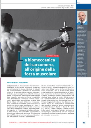 DONATO
FORMICOLA
è docente a
contratto di Teoria
dell’Allenamento,
di Metodologia
dell’Allenamento
e di Chinesiologia
Sportiva presso
il Centro
Servizi SUISM
dell’Università degli
Studi di Torino;
è consulente
scientifico
dell’Evolutionfit,
azienda leader
in Italia di sistemi
cloud per la
realizzazione di
programmi di
allenamento.
È docente di
nutrizione e
integrazione
sportiva nella
Scuola di
Nutrizione e
Integrazione nello
Sport (SANIS);
è docente
federale e
coordinatore
della formazione
presso il Comitato
Regione Piemonte
della Federazione
Italiana Pesi (FIPE)
Donato Formicola, PhD
SUISM Centro Servizi, Università degli Studi di Torino
a biomeccanica
del sarcomero,
all’origine della
forza muscolare
L
S&C
STRENGTH & CONDITIONING. Per una scienza del movimento dell’uomo Anno VII - Numero 24 / Aprile-Giugno 2018 23
S&C(Ita)n.24,Aprile-Giugno2018,pp.23-31
ANATOMIA DEL SARCOMERO
La tipica striatura che si osserva trasversalmen-
te all’asse di contrazione dei muscoli scheletrici
somatici volontari è dovuta ai dettagli strutturali
dei singoli sarcomeri1
. Osservata al microscopio
ottico, la striatura presenta una zona più chiara,
la Banda I, e una zona più scura, la Banda A. Le due
bande si differiscono dall’organizzazione spaziale
delle molecole, isotropica, uniforme e invariabile
nella Banda I (la I è l’iniziale del termine “isotro-
pico”), anisotropica, discontinua e variabile nella
Banda A (la A è l’iniziale del termine “anisotropi-
co”). Al centro di entrambe le bande si notano due
sottili linee scure, quella della Banda I è il Disco Z
e rappresenta la parte terminale del sarcomero
(la Z deriva dal termine tedesco zwischenscheibe,
che significa “tra” due sarcomeri adiacenti), quel-
la della Banda A è la Linea M e rappresenta la
struttura di sostegno al centro del sarcomero (la
lettera M deriva del termine tedesco mittelschei-
be, che significa “in mezzo” al sarcomero).
Le aree chiare che si osservano nelle Bande I, in-
torno ai Dischi Z dei sarcomeri a riposo, sono ca-
ratterizzate dalla presenza dei filamenti di actina.
L’area intorno alla Linea M, al centro della Banda
A, dall’aspetto più chiaro rispetto al corpo dell’in-
tero sarcomero è chiamata Zona H (la lettera
H deriva dal termine tedesco hellerscheibe, che
significa “zona pallida” al centro del sarcomero)
ed è caratterizzata dalla presenza dei filamenti
proteici della miosina. Un sarcomero è quindi de-
limitato longitudinalmente da due Dischi Z suc-
cessivi (Figura 1), rispettando la concentricità
della sequenza delle aree a differente contrasto
cromatico: Disco Z - Banda I - Banda A - Zona
H - Linea M – Zona H – Banda A – Banda I - Disco
Z. Durante la contrazione l’actina e la miosina si
sovrappongono nella Banda A e il loro reciproco
scorrimento produce un restringimento delle aree
più chiare del sarcomero2
.
SECONDA PARTE
 