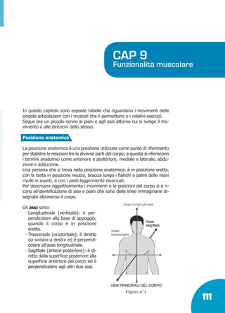 Marin:Fitness 01/04/10 08.51 Pagina 111

CAP 9

Funzionalità muscolare

In questo capitolo sono esposte tabelle che riguardano i movimenti delle
singole articolazioni con i muscoli che li permettono e i relativi esercizi.
Segue ora un piccolo cenno ai piani e agli assi attorno cui si svolge il movimento e alle direzioni dello stesso.
Posizione anatomica
La posizione anatomica è una posizione utilizzata come punto di riferimento
per stabilire le relazioni tra le diverse parti del corpo; a questa si riferiscono
i termini anatomici come anteriore e posteriore, mediale e laterale, abduzione e adduzione.
Una persona che si trova nella posizione anatomica: è in posizione eretta,
con la testa in posizione neutra, braccia lungo i fianchi e palmi delle mani
rivolti in avanti, e con i piedi leggermente divaricati.
Per descrivere oggettivamente i movimenti e le posizioni del corpo si è ricorsi all’identificazione di assi e piani che sono delle linee immaginarie disegnate attraverso il corpo.
Gli assi sono:
- Longitudinale (verticale): è perpendicolare alla base di appoggio,
quando il corpo è in posizione
eretta.
- Trasversale (orizzontale): è diretto
da sinistra a destra ed è perpendicolare all'asse longitudinale.
- Sagittale (antero-posteriore): è diretto dalla superficie posteriore alla
superficie anteriore del corpo ed è
perpendicolare agli altri due assi.

Figura n°1

111

 
