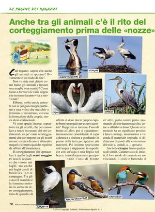 le pagine dei ragazzi
Cari ragazzi, sapete che anche
gli animali si sposano? Ov-
viamente è un modo di dire!
Non vi siete mai chiesti co-
me fanno gli animali a trovare
una moglie o un marito? Come
fanno a formarsi le varie coppie
che insieme daranno vita a nuo-
vi nati?
Ebbene, molte specie anima-
li non si pongono troppi proble-
mi e una volta che maschio e
femmina s’incontrano, avviene
la formazione della coppia, sen-
za alcun cerimoniale.
Vi sono specie, invece, soprat-
tutto tra gli uccelli, che per convo-
lare a nozze inscenano dei veri ce-
rimoniali, un po’ come i corteggia-
menti che avvengono tra gli esseri
umani: si cerca di essere attraenti e
magari si compra qualche regalino
da offrire all’innamorata.
Il corteggiamento più spettaco-
lare è quello degli svassi maggio-
ri, uccelli acquati-
ci che vivono nei
laghi, ma anche
nei larghi canali di
bonifica delle
campagne. Tra gli
svassi il maschio e
la femmina metto-
no in scena un ve-
ro corteggiamento,
fatto di sguardi e di
Anche tra gli animali c’è il rito del
corteggiamento prima delle «nozze»
offerte di doni. Avete proprio capi-
to bene: un regalo per essere accet-
tati! Dapprima si mettono l’uno di
fronte all’altro, poi si «guardano»
intensamente ciondolando il capo
a destra e a sinistra e gonfiando le
piume della testa per apparire più
maestosi. Poi insieme spariscono
sott’acqua e riappaiono in superfi-
cie con un’alga o una foglia nel
becco: immediatamente si precipi-
tano l’uno di fronte
all’altro, petto contro petto, mo-
strando ciò che hanno raccolto, co-
me a offrirlo in dono. Questo ceri-
moniale ha un significato preciso:
i futuri coniugi, mostrandosi a vi-
cenda il materiale vegetale, si di-
chiarano disposti alla costruzione
del nido e, quindi, a… sposarsi.
Anche le cicogne fanno qualco-
sa di simile. Caratteristico è, infat-
ti, il loro modo di comunicare ro-
vesciando il collo e battendo il
70 VITA IN CAMPAGNA 10/201616166666
svassi maggiori
cigni
garzetta
cicogne
aironi
martin pescatore
gruccione
© 2016 Copyright Edizioni L'Informatore Agrario S.r.l.
 