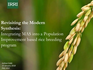 Revisiting the Modern
Synthesis:
Integrating MAS into a Population
Improvement based rice breeding
program
Joshua Cobb
15 January 2018
PAG XXVI
 