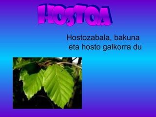 Hostozabala, bakuna
eta hosto galkorra du
 