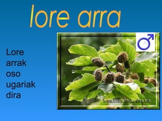 Lore
arrak
oso
ugariak
dira
 