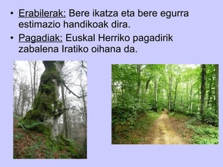 • Erabilerak: Bere ikatza eta bere egurra
  estimazio handikoak dira.
• Pagadiak: Euskal Herriko pagadirik
  zabalena Iratiko oihana da.
 
