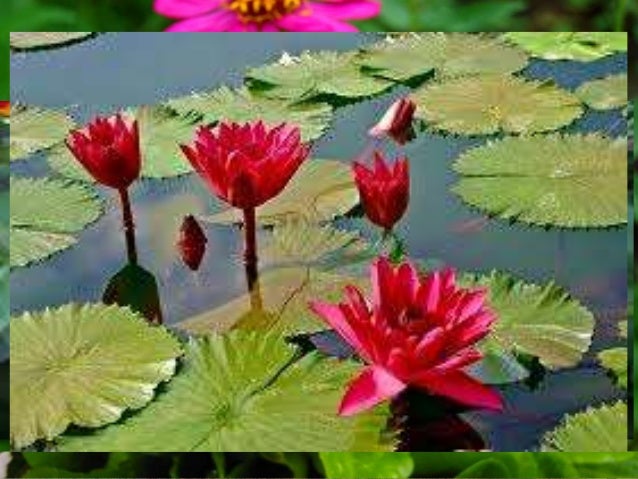 Pagtukoy Ng Mga Halamang Ornamental Ayonsa Pangangailangan