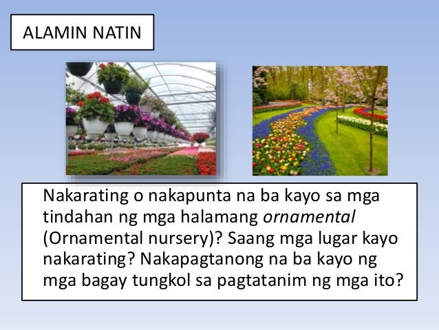 Pagtukoy Ng Mga Halamang Ornamental Ayonsa Pangangailangan