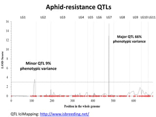 Aphid-resistance QTLs
LG1

LG2

LG3

LG4

LG5 LG6

LG7

LG8

LG9 LG10 LG11

Major QTL 66%
phenotypic variance

Minor QTL 9...