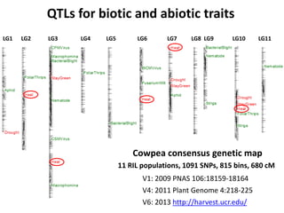 QTLs for biotic and abiotic traits
LG1

LG2

LG3

LG4

LG5

LG6

LG7

LG8 LG9

LG10

LG11

Cowpea consensus genetic map
11...