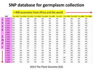 SNP database for germplasm collection
> 400 accessions from Africa and the world
1
5
3
6
S
N
P
s

SNP
1_1431
1_0721
1_1392...