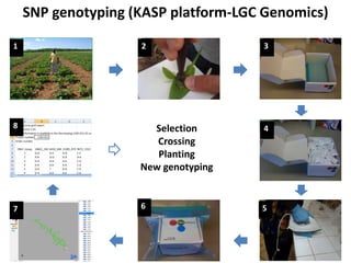 SNP genotyping (KASP platform-LGC Genomics)
1

2

3

8

Selection
Crossing
Planting
New genotyping

4

7

6

5

 