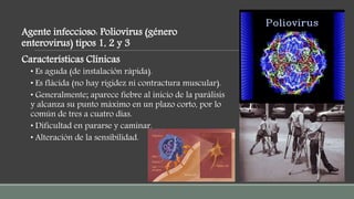 Agente infeccioso: Poliovirus (género
enterovirus) tipos 1, 2 y 3
Características Clínicas
• Es aguda (de instalación rápida).
• Es flácida (no hay rigidez ni contractura muscular).
• Generalmente; aparece fiebre al inicio de la parálisis
y alcanza su punto máximo en un plazo corto, por lo
común de tres a cuatro días.
• Dificultad en pararse y caminar.
• Alteración de la sensibilidad.
 
