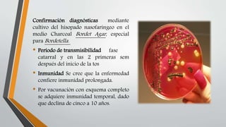Confirmación diagnósticas mediante
cultivo del hisopado nasofaríngeo en el
medio Charcoal Bordet Agar, especial
para Bordetella.
• Período de transmisibilidad fase
catarral y en las 2 primeras sem
después del inicio de la tos
• Inmunidad Se cree que la enfermedad
confiere inmunidad prolongada.
• Por vacunación con esquema completo
se adquiere inmunidad temporal, dado
que declina de cinco a 10 años.
 