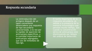 Respuesta secundaria
La reintroducción del
antígeno después de un
lapso conveniente
desencadena una respuesta
de tipo secundaria
caracterizada, a la vez por
la rapidez de aparición de
anticuerpos específicos, y
la cantidad importante de
anticuerpos segregados,
que son de inmediato de
tipo IgG.
El hecho importante de la
respuesta secundaria, es
debido a la presencia de la
memoria inmunológica que
persiste mucho tiempo, aún
cuando la concentración
sérica de anticuerpos está
disminuyendo por debajo
del umbral de detección.
 