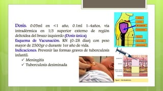 Dosis: 0.05ml en <1 año, 0.1ml 1-4años, vía
intradérmica en 1/3 superior externo de región
deltoidea del brazo izquierdo (Dosis única)
Esquema de Vacunaciòn: RN (0-28 dìas) con peso
mayor de 2500gr o durante 1er año de vida.
Indicaciones: Prevenir las formas graves de tuberculosis
infantil:
 Meningitis
 Tuberculosis desiminada
 