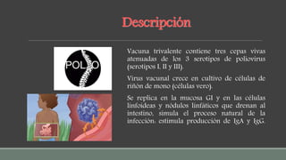 Descripción
Vacuna trivalente contiene tres cepas vivas
atenuadas de los 3 serotipos de poliovirus
(serotipos I, II y III).
Virus vacunal crece en cultivo de células de
riñón de mono (células vero).
Se replica en la mucosa GI y en las células
linfoideas y nódulos linfáticos que drenan al
intestino, simula el proceso natural de la
infección: estimula producción de IgA y IgG.
 