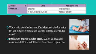 Vía y sitio de administración Menores de dos años:
IM en el tercio medio de la cara anterolateral del
muslo.
Población mayor de dos años: IM en el área del
músculo deltoides del brazo derecho o izquierdo.
 