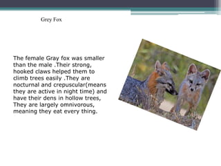 Grey Fox




The female Gray fox was smaller
than the male .Their strong,
hooked claws helped them to
climb trees easily .They are
nocturnal and crepuscular(means
they are active in night time) and
have their dens in hollow trees,
They are largely omnivorous,
meaning they eat every thing.
 