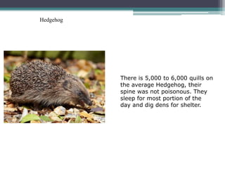 Hedgehog




           There is 5,000 to 6,000 quills on
           the average Hedgehog, their
           spine was not poisonous. They
           sleep for most portion of the
           day and dig dens for shelter.
 