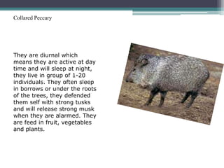 Collared Peccary




They are diurnal which
means they are active at day
time and will sleep at night,
they live in group of 1-20
individuals. They often sleep
in borrows or under the roots
of the trees, they defended
them self with strong tusks
and will release strong musk
when they are alarmed. They
are feed in fruit, vegetables
and plants.
 
