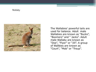 Wallaby




          The Wallabies' powerful tails are
          used for balance. Adult male
          Wallabies are known as “Bucks”,
          “Boomers” and “ Jacks”. Adult
          male Wallaby are known as
          “Doe”, “Flyer” or “Jill”. A group
          of Wallbies are known as
          “Court”, “Mob” or “Troup”.
 