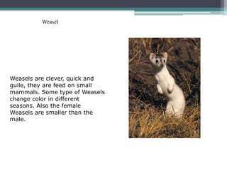 Weasel




Weasels are clever, quick and
guile, they are feed on small
mammals. Some type of Weasels
change color in different
seasons. Also the female
Weasels are smaller than the
male.
 