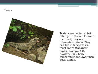 Tuatara




          Tuatara are nocturnal but
          often go in the sun to warm
          them self, they also
          hibernate in winter. They
          can live in temperature
          much lower than most
          reptile example 5◦C,
          however, their body
          temperature are lower than
          other reptile.
 