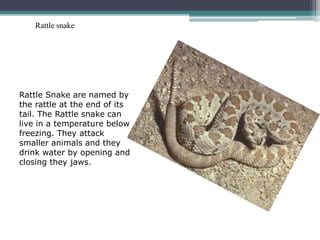 Rattle snake




Rattle Snake are named by
the rattle at the end of its
tail. The Rattle snake can
live in a temperature below
freezing. They attack
smaller animals and they
drink water by opening and
closing they jaws.
 