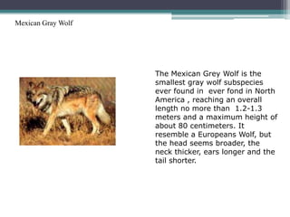 Mexican Gray Wolf




                    The Mexican Grey Wolf is the
                    smallest gray wolf subspecies
                    ever found in ever fond in North
                    America , reaching an overall
                    length no more than 1.2-1.3
                    meters and a maximum height of
                    about 80 centimeters. It
                    resemble a Europeans Wolf, but
                    the head seems broader, the
                    neck thicker, ears longer and the
                    tail shorter.
 