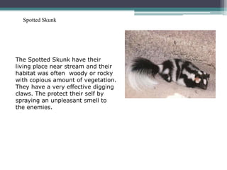Spotted Skunk




The Spotted Skunk have their
living place near stream and their
habitat was often woody or rocky
with copious amount of vegetation.
They have a very effective digging
claws. The protect their self by
spraying an unpleasant smell to
the enemies.
 