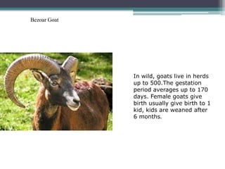 Bezoar Goat




              In wild, goats live in herds
              up to 500.The gestation
              period averages up to 170
              days. Female goats give
              birth usually give birth to 1
              kid, kids are weaned after
              6 months.
 