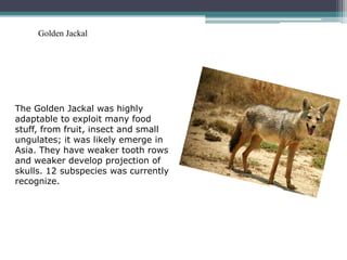 Golden Jackal




The Golden Jackal was highly
adaptable to exploit many food
stuff, from fruit, insect and small
ungulates; it was likely emerge in
Asia. They have weaker tooth rows
and weaker develop projection of
skulls. 12 subspecies was currently
recognize.
 