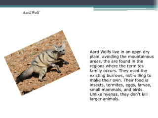 Aard Wolf




            Aard Wolfs live in an open dry
            plain, avoiding the mountainous
            areas, the are found in the
            regions where the termites
            family occurs. They used the
            existing burrows, not willing to
            make their own. Their food is
            insects, termites, eggs, larvae,
            small mammals, and birds.
            Unlike hyenas, they don’t kill
            larger animals.
 
