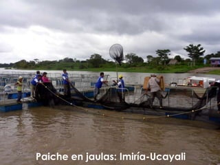 Paiche en jaulas:Imiría-Ucayali 
