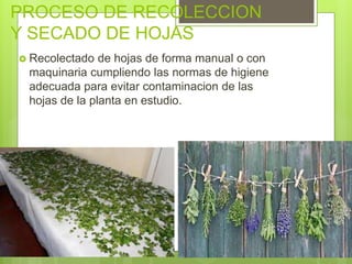 PROCESO DE RECOLECCION
Y SECADO DE HOJAS
 Recolectado de hojas de forma manual o con
maquinaria cumpliendo las normas de higiene
adecuada para evitar contaminacion de las
hojas de la planta en estudio.
 