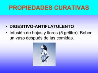 PROPIEDADES CURATIVAS
• DIGESTIVO-ANTIFLATULENTO
• Infusión de hojas y flores (5 gr/litro). Beber
un vaso después de las comidas.
 