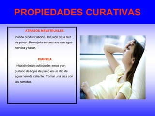 PROPIEDADES CURATIVAS
ATRASOS MENSTRUALES.
Puede producir aborto. Infusión de la raíz
de paico. Remojarla en una taza con agua
hervida y tapar.
DIARREA.
Infusión de un puñado de ramas y un
puñado de hojas de paico en un litro de
agua hervida caliente. Tomar una taza con
las comidas.
 
