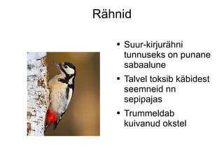 Rähnid Suur-kirjurähni tunnuseks on punane sabaalune Talvel toksib käbidest seemneid nn sepipajas Trummeldab kuivanud okstel 