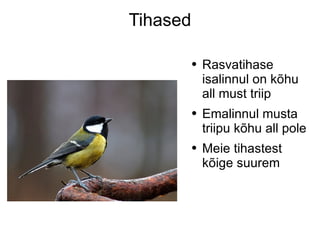 Tihased Rasvatihase isalinnul on kõhu all must triip Emalinnul musta triipu kõhu all pole Meie tihastest kõige suurem 