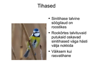 Tihased Sinitihase talvine söögilaud on roostikes Rookõrtes talvituvaid putukaid oskavad sinitihased väga hästi välja nokkida Väiksem kui rasvatihane 