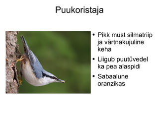 Puukoristaja Pikk must silmatriip ja värtnakujuline keha Liigub puutüvedel ka pea alaspidi Sabaalune oranzikas 