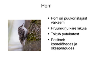 Porr Porr on puukoristajast väiksem Pruunikirju kiire liikuja Toitub putukatest Pesitseb koorelõhedes ja oksapragudes 