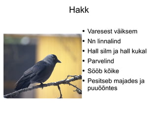 Hakk Varesest väiksem Nn linnalind Hall silm ja hall kukal Parvelind Sööb kõike Pesitseb majades ja puuõõntes 
