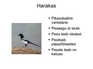 Harakas Pikasabaline vareslane Peaaegu ei laula Pesa teeb okstest Pesitseb pajupõõsastes Pesale teeb nn katuse 